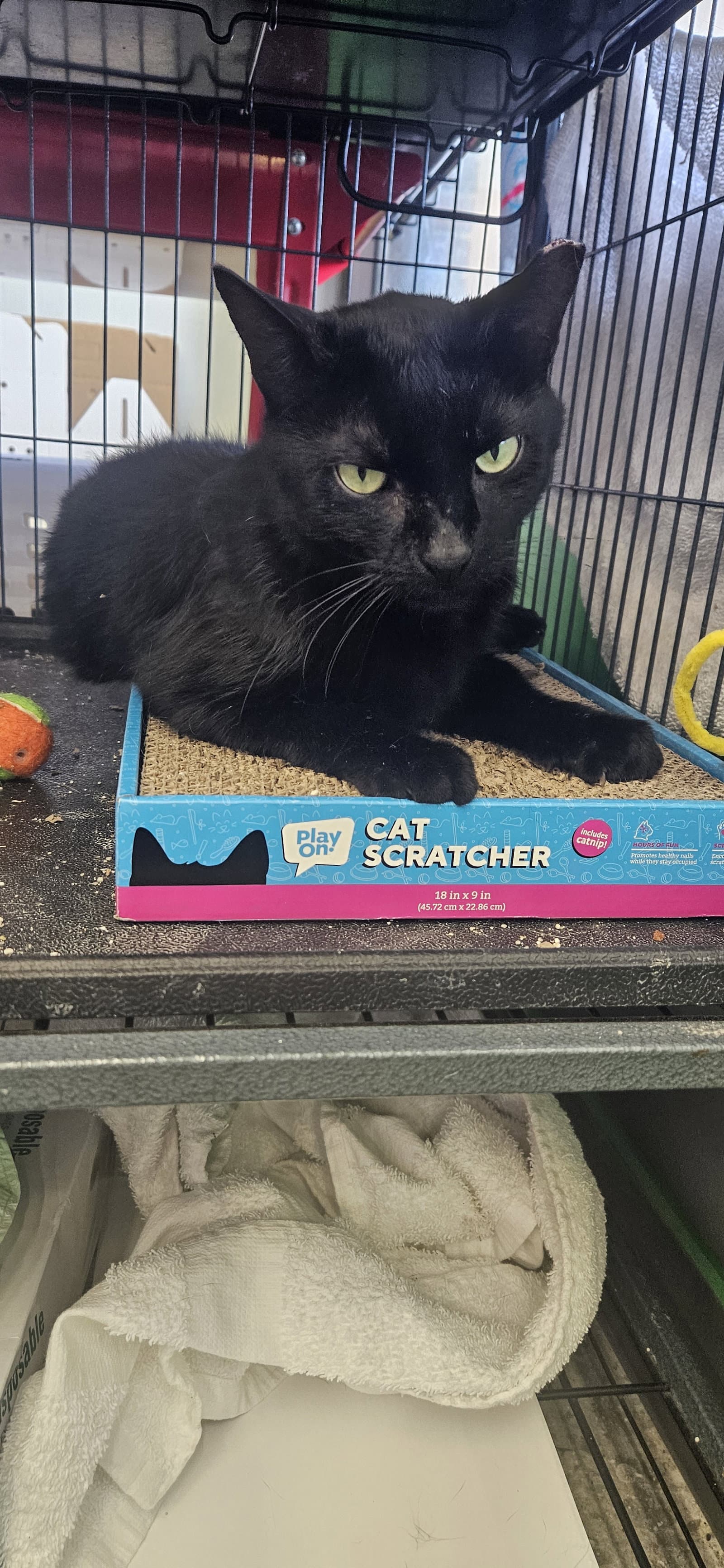 Bella - Domestic Short Hair