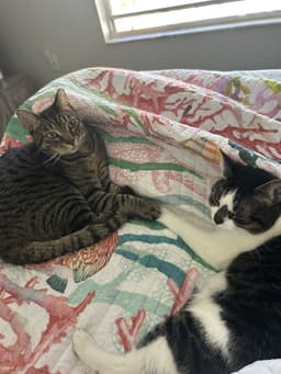 Bonded Pair Pooky  Jasper image 1
