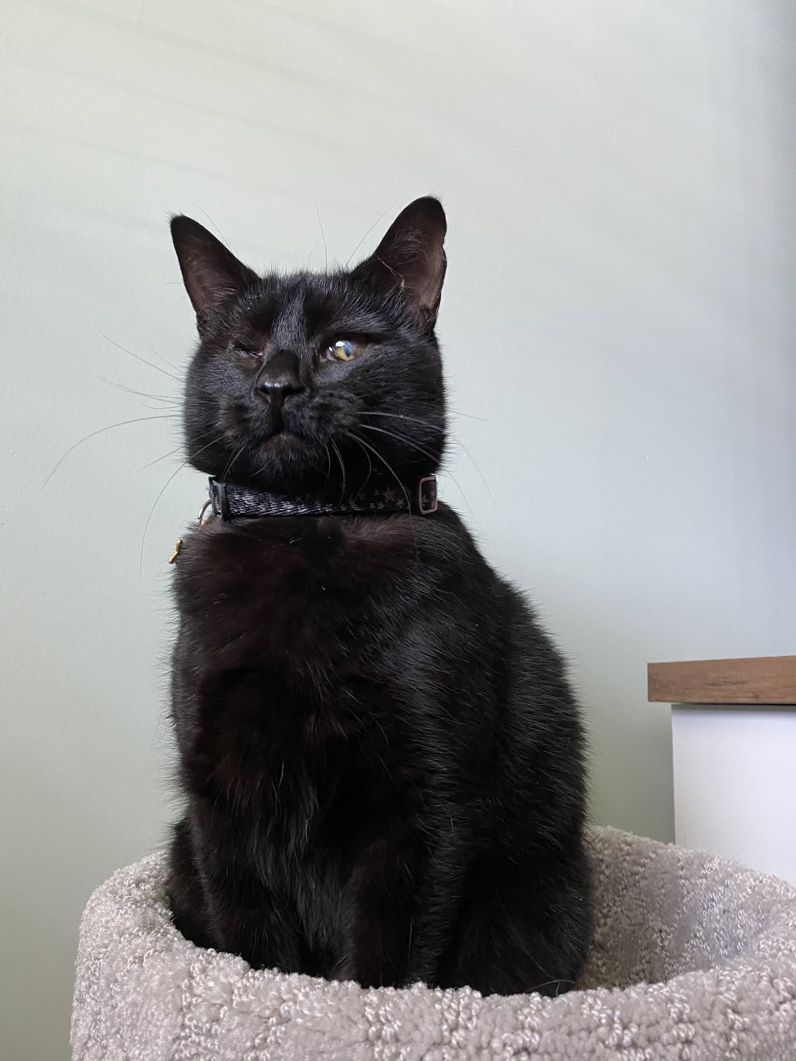 Lucy - Domestic Short Hair