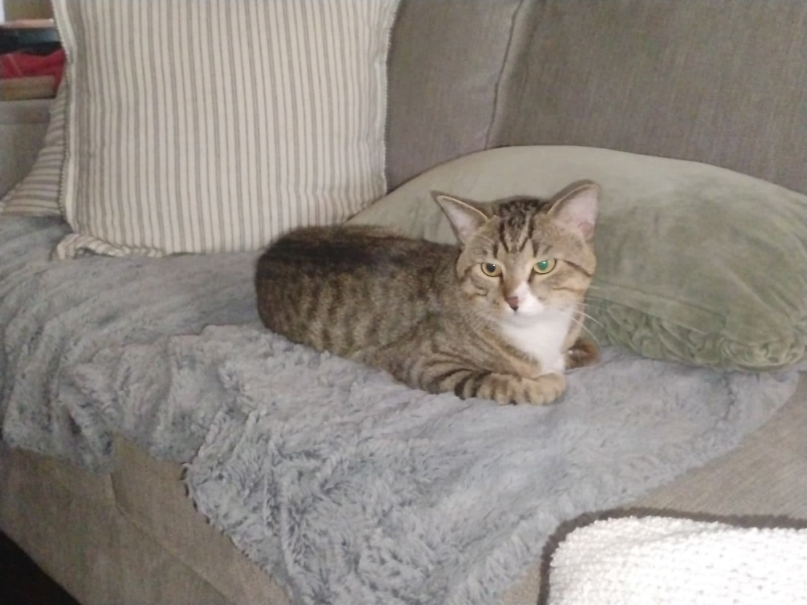 Jojo - Domestic Short Hair