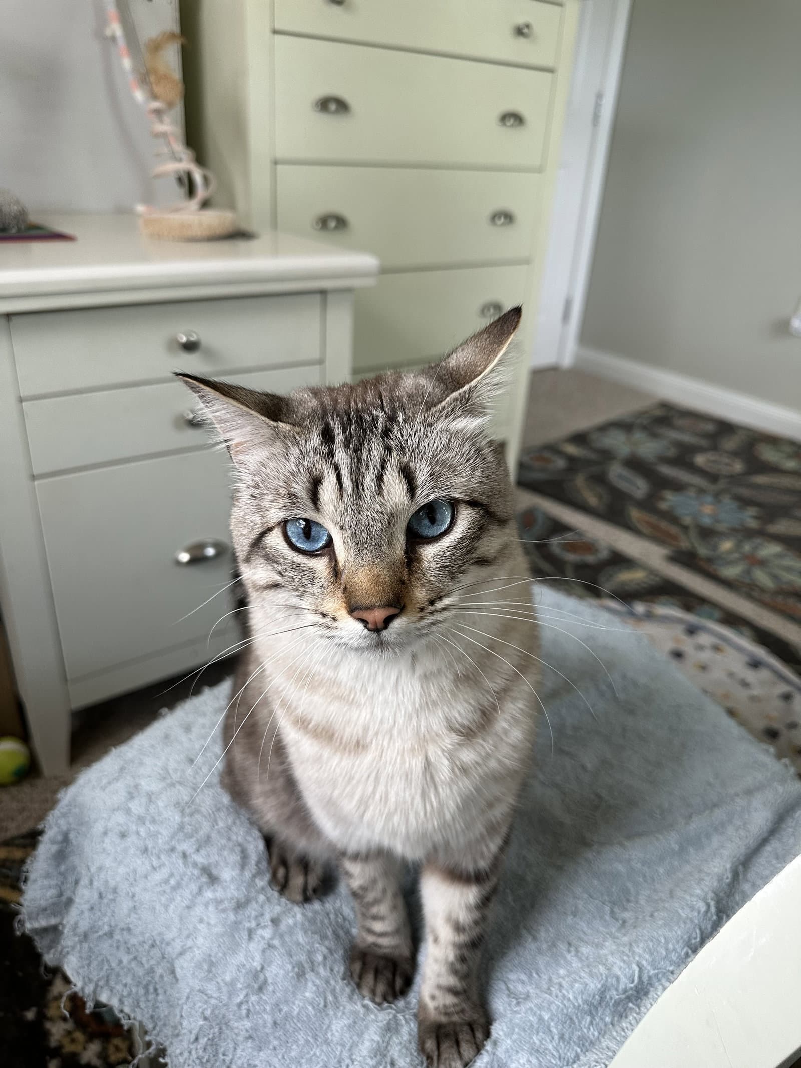 Mr Kitty - Domestic Short Hair