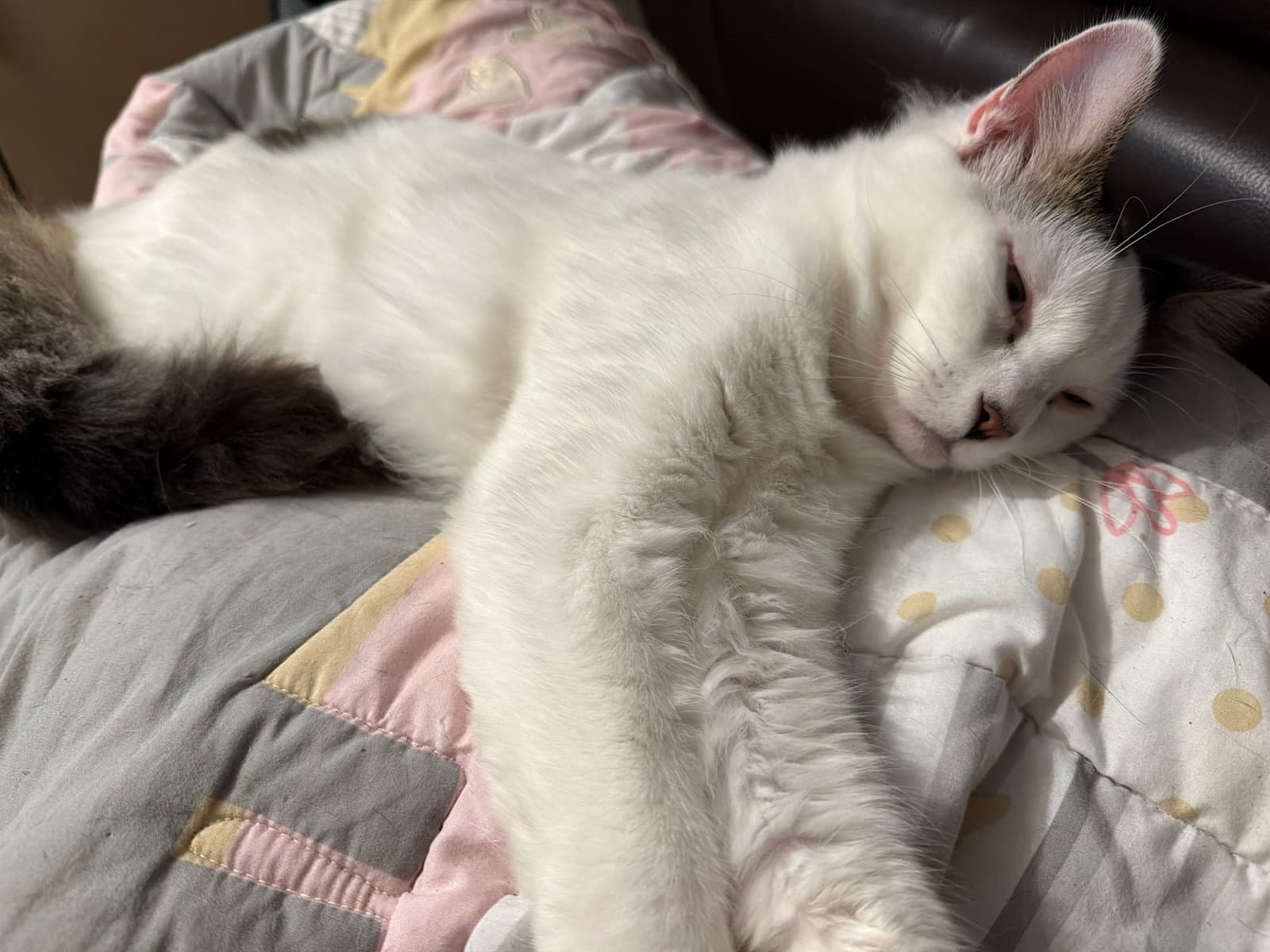Bonded Pair Itsy Bitsy  Mothball - Domestic Long Hair