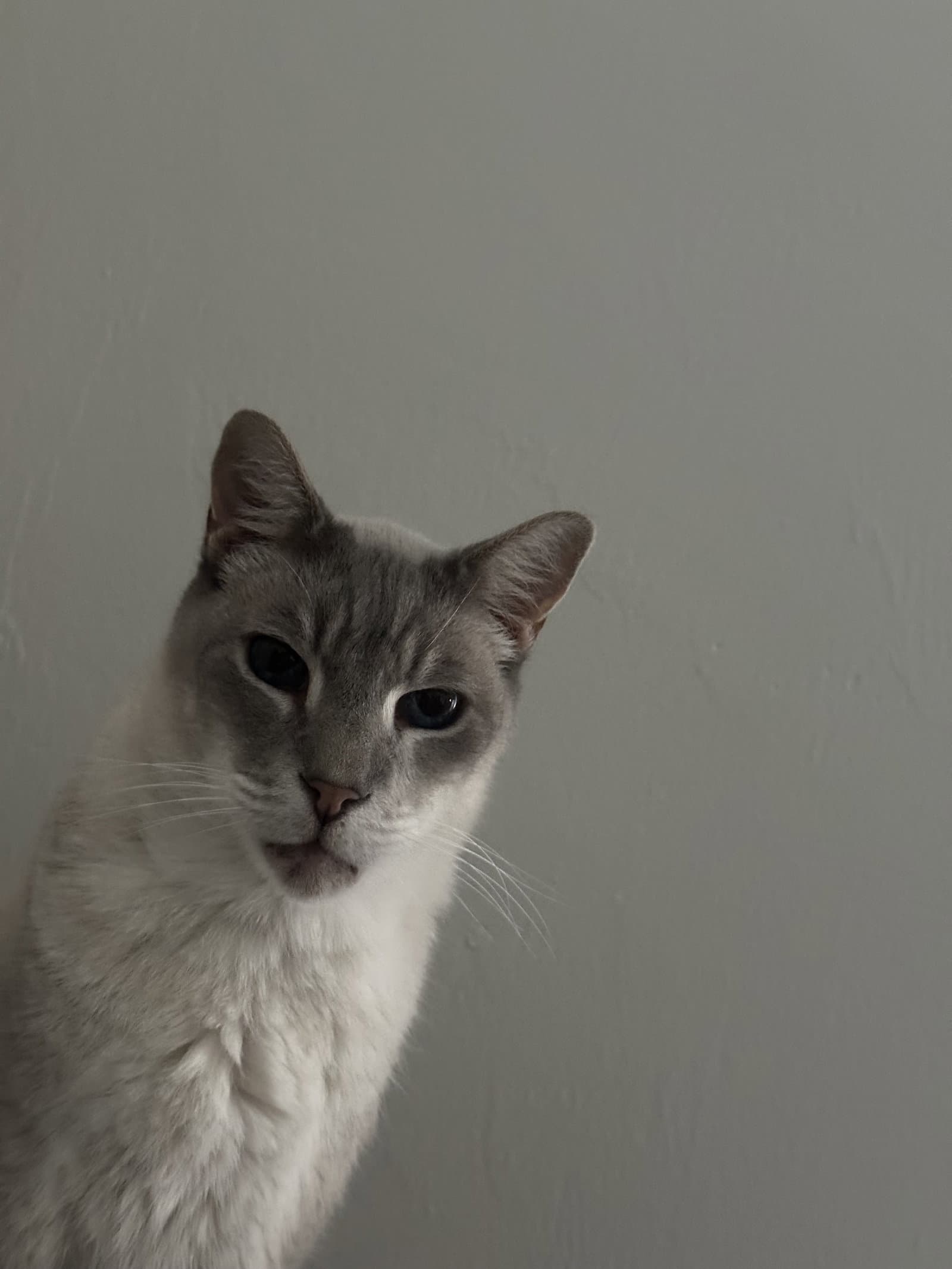 Yolo - British Shorthair