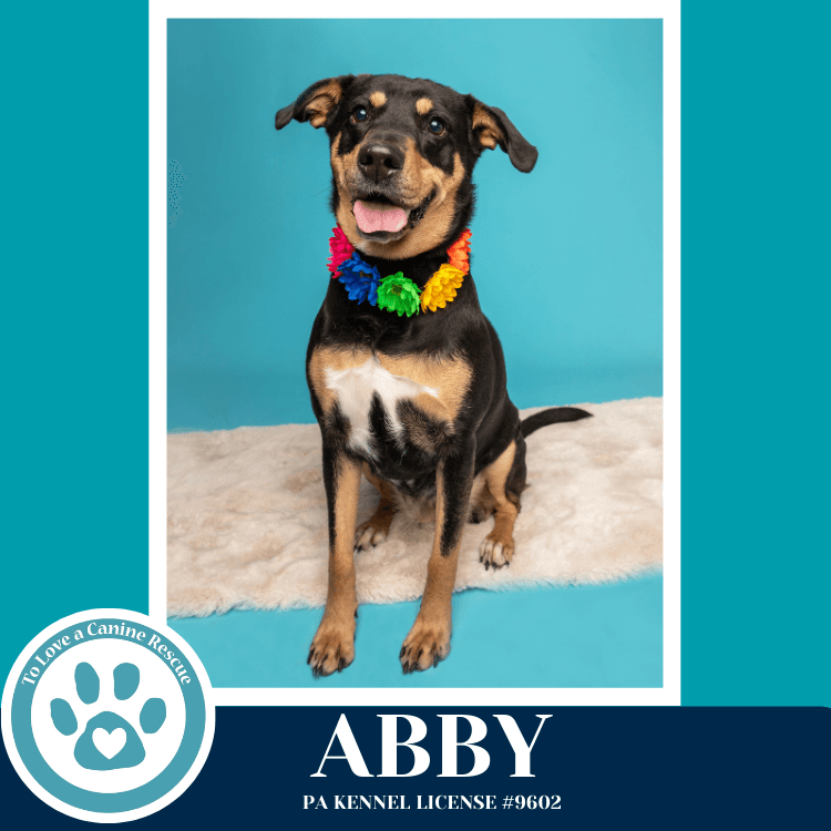Abby Mom To The Brindle Boos - Labrador Retriever