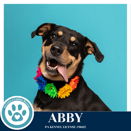 Abby Mom To The Brindle Boos image 3
