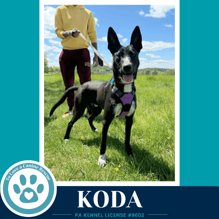 Koda - Shepherd