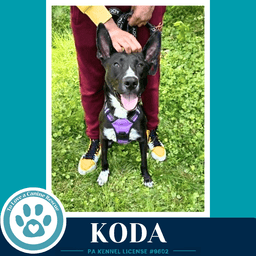 Koda image 2