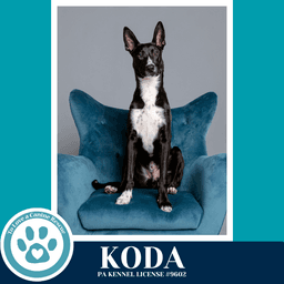 Koda image 3