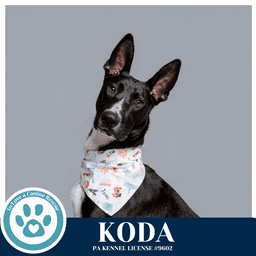 Koda image 4