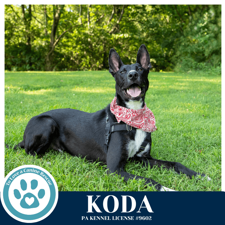 Koda - Shepherd