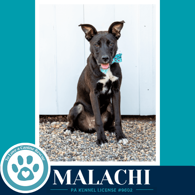 Malachi Anabelle-Solomon Pup - Labrador Retriever