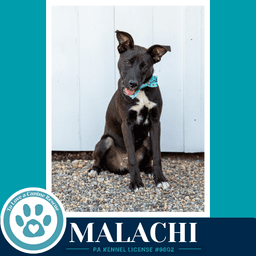 Malachi Anabelle-Solomon Pup image 2
