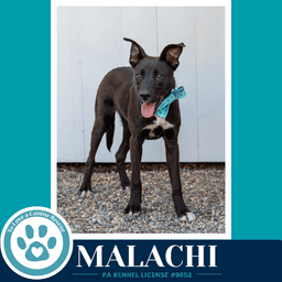 Malachi Anabelle-Solomon Pup image 3