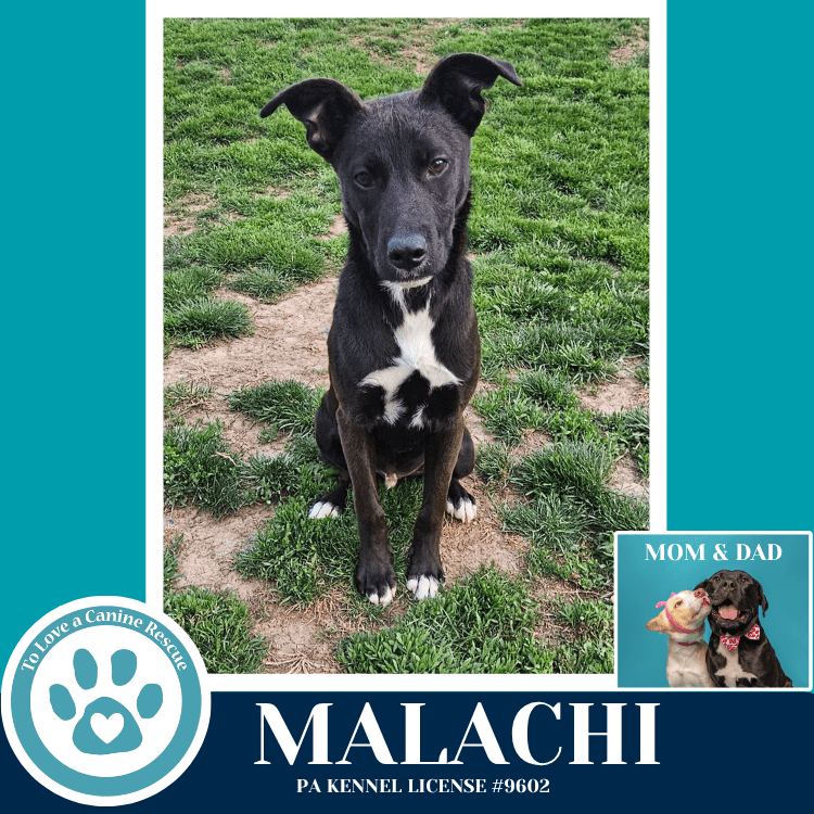 Malachi Anabelle-Solomon Pup - Labrador Retriever