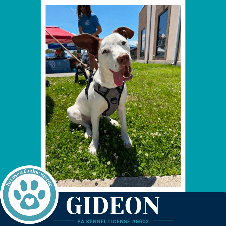 Gideon Anabelle-Solomon Pup - Pit Bull Terrier