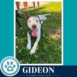 Gideon Anabelle-Solomon Pup image 2