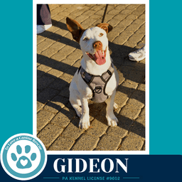 Gideon Anabelle-Solomon Pup image 3