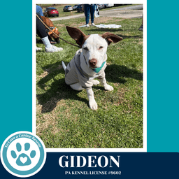 Gideon Anabelle-Solomon Pup image 4