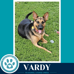 Vardy image 1
