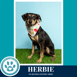 Herbie image 1
