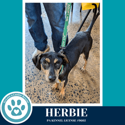 Herbie image 2