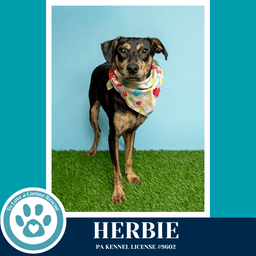 Herbie image 3