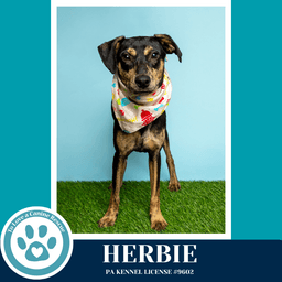Herbie image 4