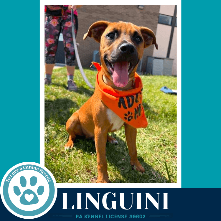 Linguini Pasta Pups - Boxer