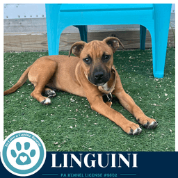 Linguini Pasta Pups image 3