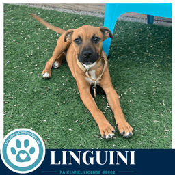 Linguini Pasta Pups image 4