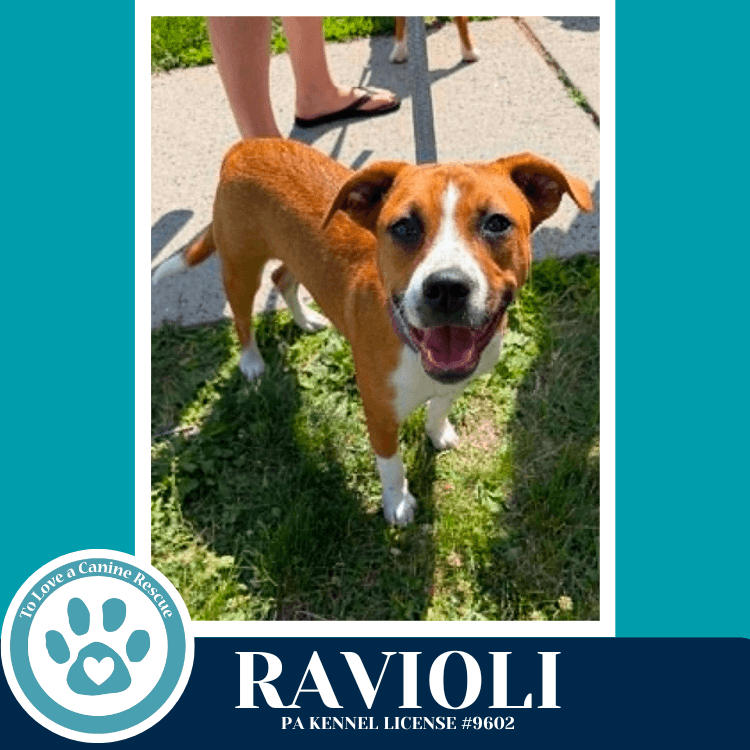 Ravioli Pasta Pups - Boxer