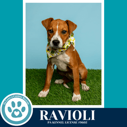 Ravioli Pasta Pups image 2