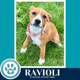 Ravioli Pasta Pups image 3