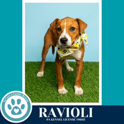 Ravioli Pasta Pups image 4