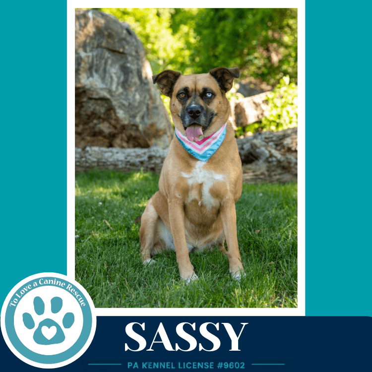 Sassy - Shepherd