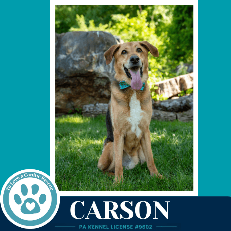 Carson Fka Bozo - Shepherd