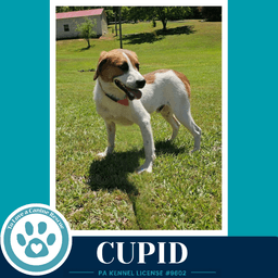 Cupid image 1