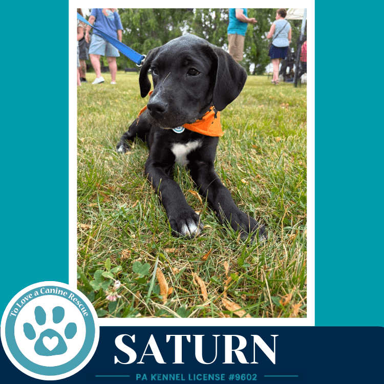 Saturn Xena's Planetary Pups - Labrador Retriever