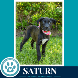 Saturn Xena's Planetary Pups image 2