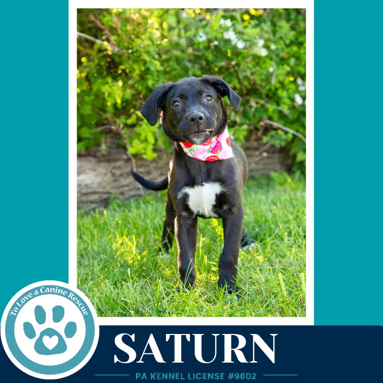 Saturn Xena's Planetary Pups image 3
