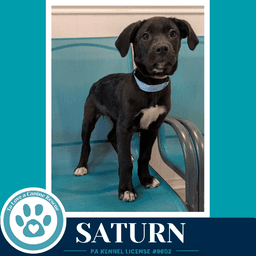Saturn Xena's Planetary Pups image 4