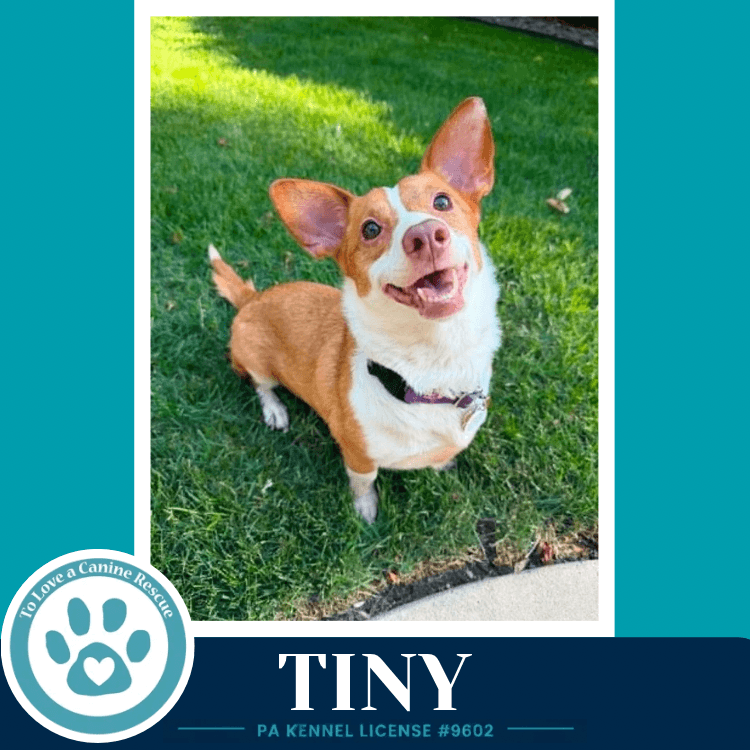 Tiny - Corgi