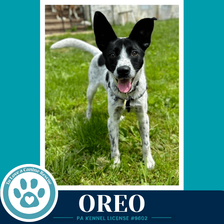 Oreo - Cattle Dog