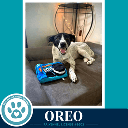 Oreo image 2