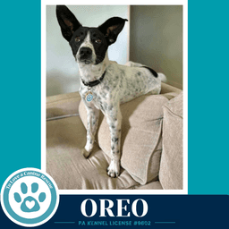 Oreo image 3