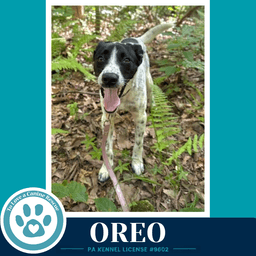 Oreo image 4