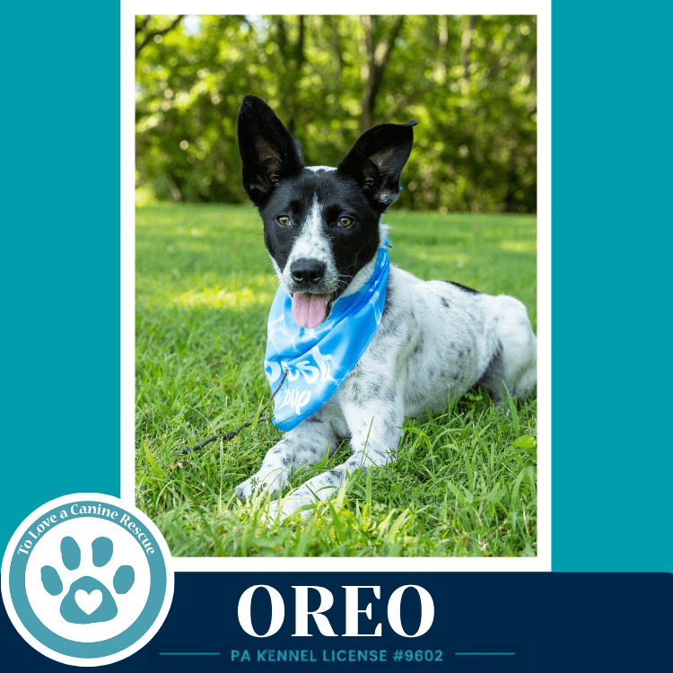 Oreo - Cattle Dog