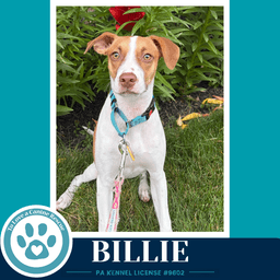 Billie image 1