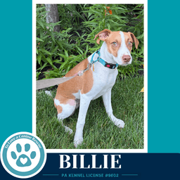 Billie image 2