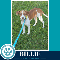 Billie image 3